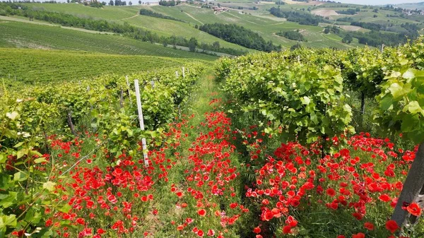 意大利 Oltrepo Pavese 有葡萄园的山丘 在一排排葡萄树之间盛开着葡萄酒和红花 托斯卡纳阿彭宁风景秀丽 吸引游客观光 — 图库照片