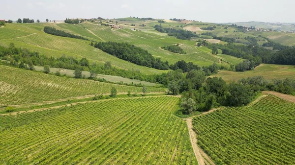 意大利 Oltrepo Pavese Hills Vineyards Production Wine Rows Vines Tuscan — 图库照片