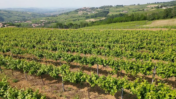 意大利 Oltrepo Pavese Hills Vineyards Production Wine Rows Vines Tuscan — 图库照片