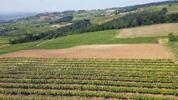 イタリア Oltrepo Pavese ワインの生産のためのブドウ畑と丘 ブドウの行 トスカーナ アペニンドローンからの風景 モンタルト パヴェーゼ ブロニ近くの観光名所 — ストック写真