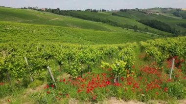 İtalya, Oltrepo 'nun Pavese' si, şarap üretimi için üzüm bağları olan tepeler, asma sıraları Tuscan Apennines insansız hava aracının manzara manzarası, Montalto Pavese Broni yakınlarında turistik yerler