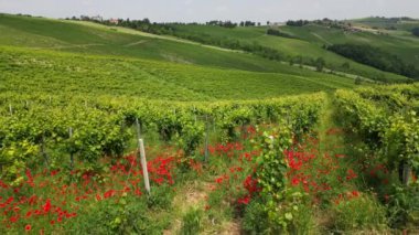 İtalya, Oltrepo 'nun Pavese' si, şarap üretimi için üzüm bağları olan tepeler, asma sıraları Tuscan Apennines insansız hava aracının manzara manzarası, Montalto Pavese Broni yakınlarında turistik yerler