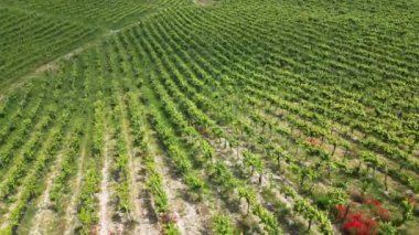 İtalya, Oltrepo 'nun Pavese' si, şarap üretimi için üzüm bağları olan tepeler, asma sıraları Tuscan Apennines insansız hava aracının manzara manzarası, Montalto Pavese Broni yakınlarında turistik yerler