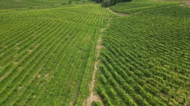 İtalya, Oltrepo 'nun Pavese' si, şarap üretimi için üzüm bağları olan tepeler, asma sıraları Tuscan Apennines insansız hava aracının manzara manzarası, Montalto Pavese Broni yakınlarında turistik yerler