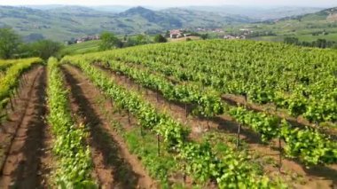 İtalya, Oltrepo 'nun Pavese' si, şarap üretimi için üzüm bağları olan tepeler, asma sıraları Tuscan Apennines insansız hava aracının manzara manzarası, Montalto Pavese Broni yakınlarında turistik yerler