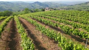 İtalya, Oltrepo 'nun Pavese' si, şarap üretimi için üzüm bağları olan tepeler, asma sıraları Tuscan Apennines insansız hava aracının manzara manzarası, Montalto Pavese Broni yakınlarında turistik yerler