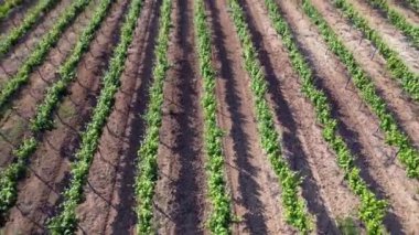 İtalya, Oltrepo 'nun Pavese' si, şarap üretimi için üzüm bağları olan tepeler, asma sıraları Tuscan Apennines insansız hava aracının manzara manzarası, Montalto Pavese Broni yakınlarında turistik yerler