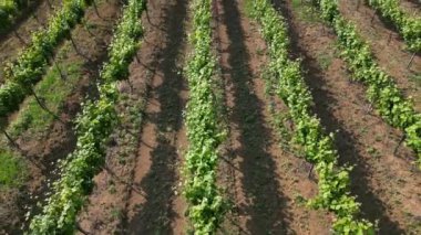 İtalya, Oltrepo 'nun Pavese' si, şarap üretimi için üzüm bağları olan tepeler, asma sıraları Tuscan Apennines insansız hava aracının manzara manzarası, Montalto Pavese Broni yakınlarında turistik yerler