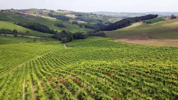 Itália Oltrepo Pavese Colinas Com Vinhas Para Produção Vinho Linhas — Vídeo de Stock
