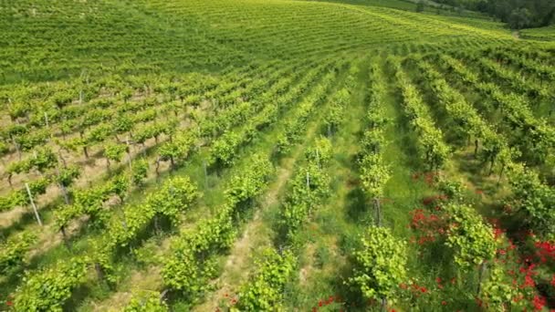 Italia Oltrepo Pavese Colinas Con Viñedos Para Producción Vino Hileras — Vídeo de stock