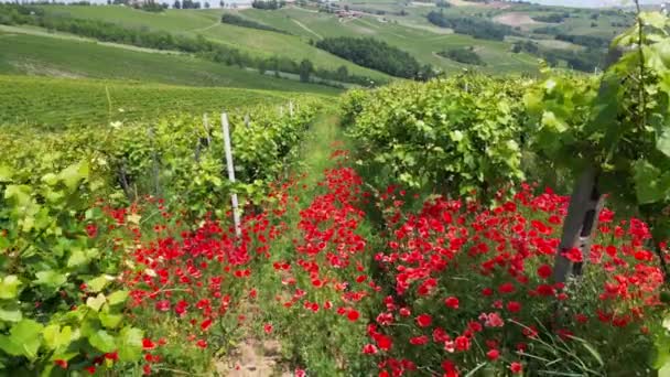 Itália Oltrepo Pavese Colinas Com Vinhas Para Produção Vinho Flores — Vídeo de Stock