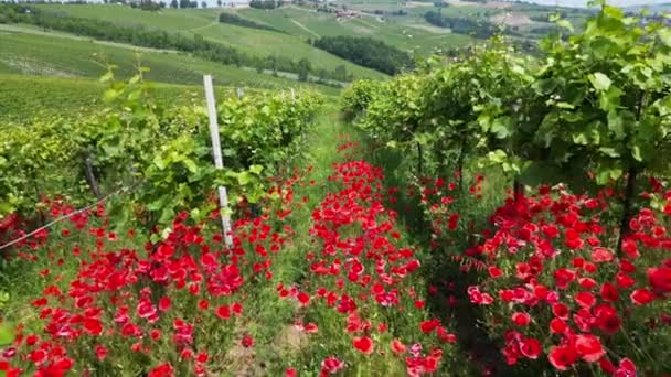 Itália Oltrepo Pavese Colinas Com Vinhas Para Produção Vinho Flores — Vídeo de Stock
