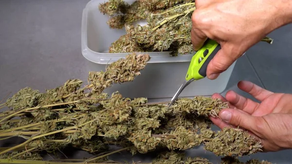 Snijd Wiet Marihuana Bloemen Uit Plant Illegale Drugs Hasj Cbd — Stockfoto