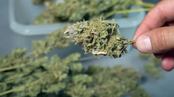 植物から雑草のマリファナの花を切り取る 違法薬物ハッシュとThcマリファナなしのCbd — ストック写真