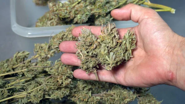 Cortar Las Flores Marihuana Hierba Planta Drogas Ilegales Hachís Cbd —  Fotos de Stock