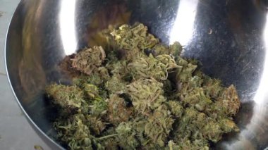 Bitkiden ot marihuana çiçeklerini kesti. Yasadışı uyuşturucu haşhaş ve marihuana olmadan cbd.