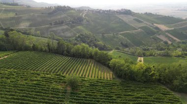 İtalya, şarap üretimi için üzüm bağları olan tepeler, sıra sıra asmalar - Tuscan Apennines manzara manzarası