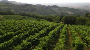 İtalya, şarap üretimi için üzüm bağları olan tepeler, sıra sıra asmalar - Tuscan Apennines manzara manzarası