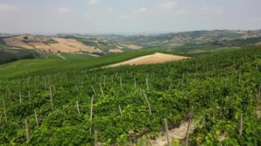 İtalya, şarap üretimi için üzüm bağları olan tepeler, sıra sıra asmalar - Tuscan Apennines manzara manzarası