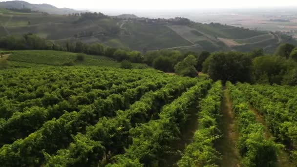 Italia Colline Con Vigneti Produzione Vino Filari Viti Appennino Toscano — Video Stock