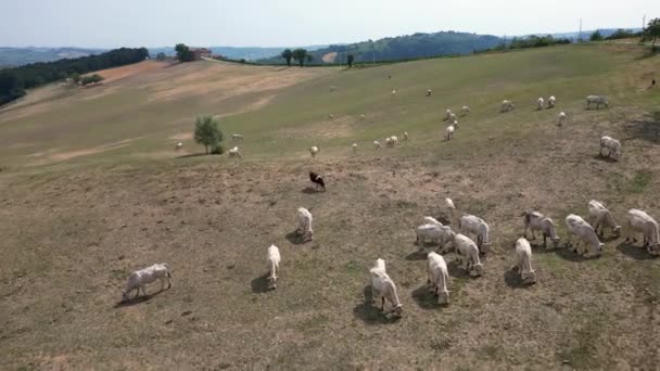 Корови Пасовищі Горах — стокове відео