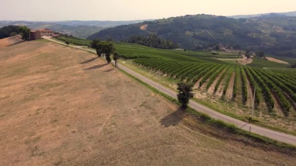 Italien Kullar Med Vingårdar För Produktion Vin Rader Vinstockar Toscana — Stockvideo