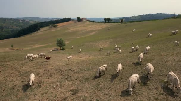 Krávy Pastvinách Horách — Stock video