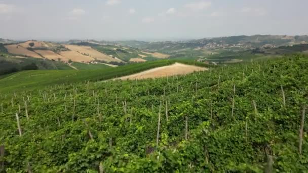 Italië Heuvels Met Wijngaarden Voor Productie Van Wijn Rijen Wijnstokken — Stockvideo