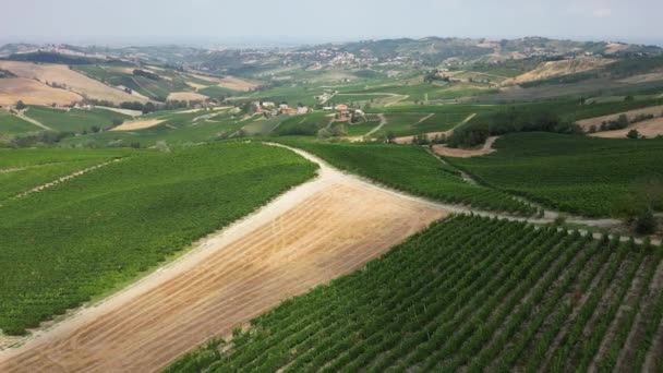 Ιταλία Λόφοι Αμπελώνες Για Την Παραγωγή Κρασιού Σειρές Αμπελιών Tuscan — Αρχείο Βίντεο