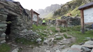 Avrupa, Alpler Valmalenco Sondrio Alpe Gera 09-09-2023 - Peynir üretimi için süt sağan inekler - Fellaria 'daki çiftçi İtalya turizmi sayesinde dağ otlaklarında inekler sağılıyor