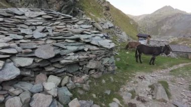 Köydeki dağlarda katır, yazın dağda taş, Alpe Gera, İtalya ve Avrupa 'daki hayvanlar için çayır.
