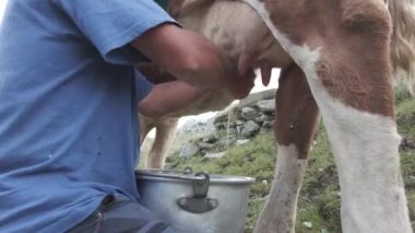 Peynir üretimi için inek sağmak - dağlardaki çiftçiler tarafından sağılan inekler - İtalya, Avrupa, Valmalenco Sondrio Alpe Gera 'daki Alpler -