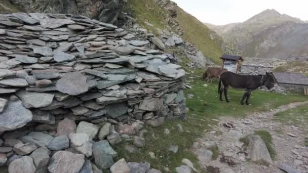 意大利 阿尔佩格拉 山里的骡子 村庄里的骡子 夏天的草场上用石头喂养动物 — 图库视频影像