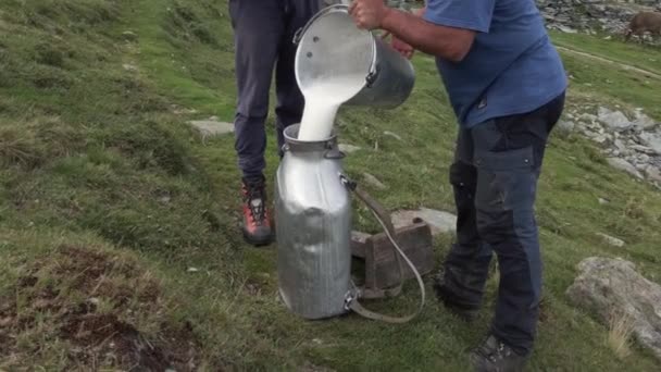 생산을위한 우유를 수집하기 목초지는 농부에 우유를 이탈리아 발랄렌코 알프스 Sondrio — 비디오