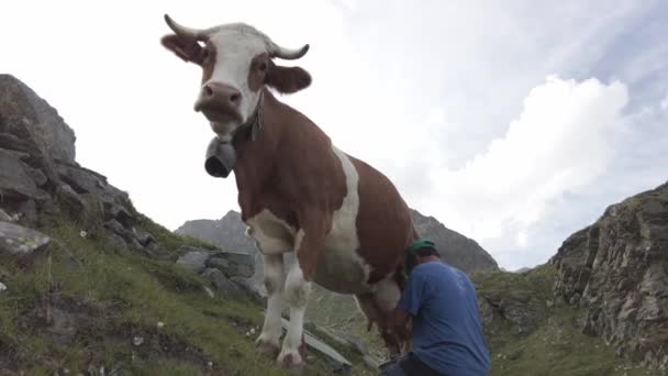 牛にチーズ生産のためのミルクを集めるために牛を搾り取る 夏の山の牧草地の牛は 山の農家によって搾り取られています イタリア ヨーロッパ アルプス センドリオアルペGera — ストック動画