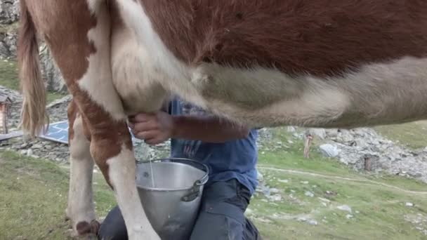 Доїння Корови Збору Молока Виробництва Сиру Корови Літніх Гірських Пасовищах — стокове відео