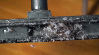 Evde temizlik - elektrik süpürgesinin üzerindeki toz ve saç - maytlar ve alerjiler, kedi ve köpek kılı - apartman dairesinde yaşam tarzı