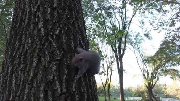 Esquilo Floresta — Vídeo de Stock