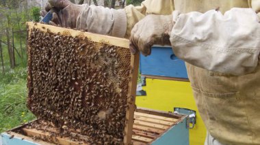Koruyucu eldivenli arı yetiştiricisi dışarıda arılarla bal peteği tutuyor. 