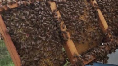 Koruyucu eldivenli arı yetiştiricisi dışarıda arılarla bal peteği tutuyor. 