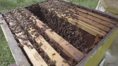 Birçok bal arısı arı kovanında çalışıyor.