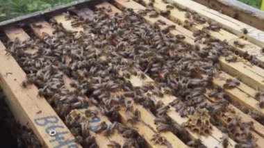 Birçok bal arısı arı kovanında çalışıyor.