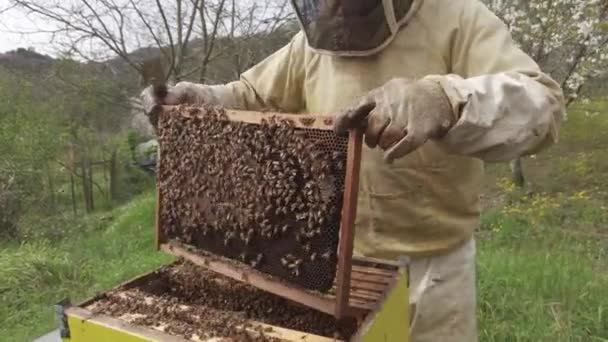 Μελισσοκόμος Εργάζεται Στο Μελισσοκομείο Του Στην Ύπαιθρο Εκτρέφει Μέλισσες Για — Αρχείο Βίντεο