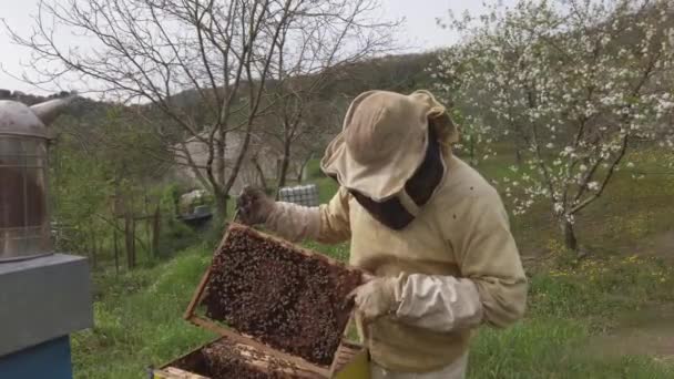 Пчеловод Работает Своей Пасеке Деревне Выращивает Пчел Производства Меда — стоковое видео