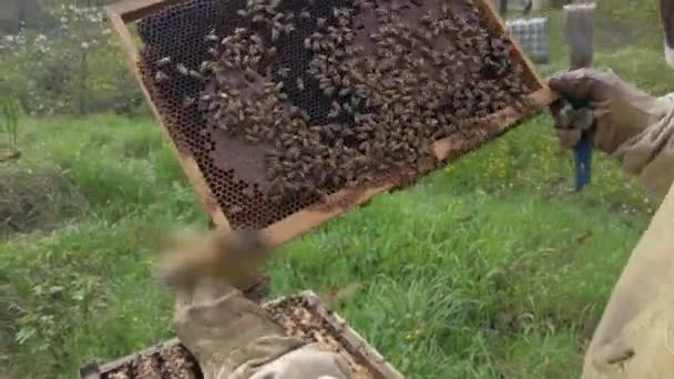 Μελισσοκόμος Εργάζεται Στο Μελισσοκομείο Του Στην Ύπαιθρο Εκτρέφει Μέλισσες Για — Αρχείο Βίντεο