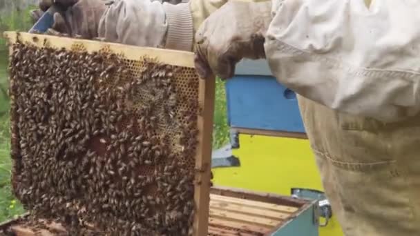Imker Arbeitet Seiner Imkerei Auf Dem Land Züchtet Bienen Für — Stockvideo