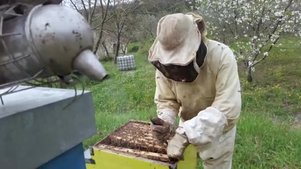 养蜂人在他乡下的养蜂场工作 养蜂以生产蜂蜜 — 图库视频影像