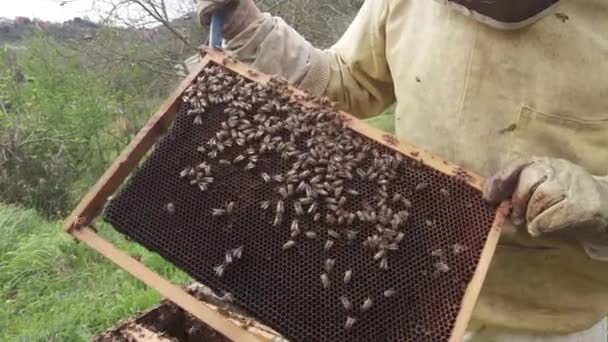Včelař Pracuje Svém Včelíně Venkově Pěstuje Včely Pro Produkci Medu — Stock video