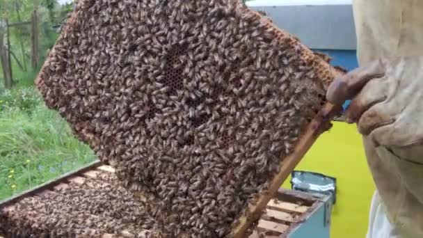 Imker Werkt Zijn Bijenstal Het Platteland Kweekt Bijen Voor Productie — Stockvideo