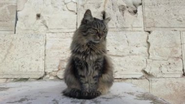 Sokaktaki sevimli kedi. 